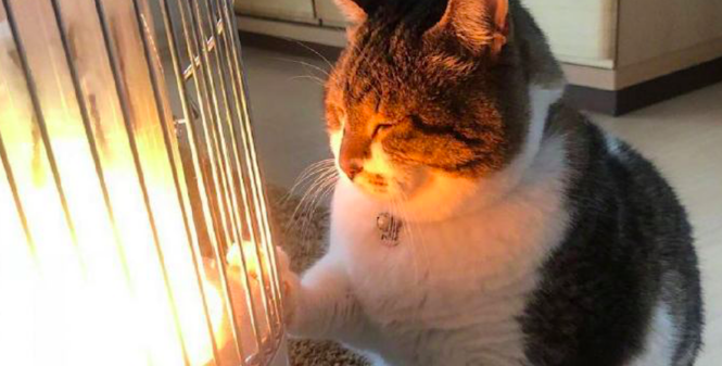 主人打开取暖器后,猫咪四脚朝天地瘫睡在地上 主人打开取暖器后,猫咪四脚朝天地瘫睡在地上