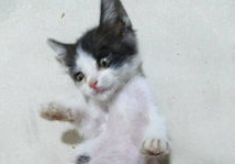 小猫便秘肚子鼓胀怎么办?有什么办法治疗? 小猫便秘肚子鼓胀怎么办?有什么办法治疗?