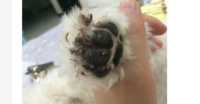 狗狗如何断血线及断血线的操作过程? 狗狗如何断血线及断血线的操作过程?