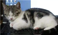 猫咪为什么爱看电脑