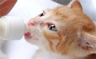 病猫怎么样喂食最好