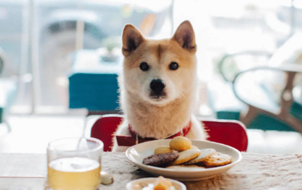 柴犬不大便，柴犬便秘了这样做最好？