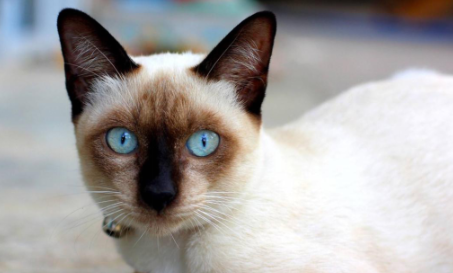暹罗猫换猫砂不排便？暹罗猫不排便是什么原因