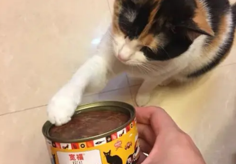 猫太郎猫罐头怎么样 猫太郎猫罐头怎么样