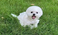 比熊狗狗泪痕怎么去除？
