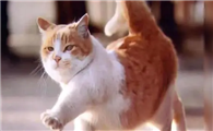 猫咪走路为什么要找东西