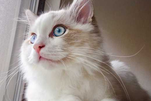 布偶猫不吃饭怎么办？