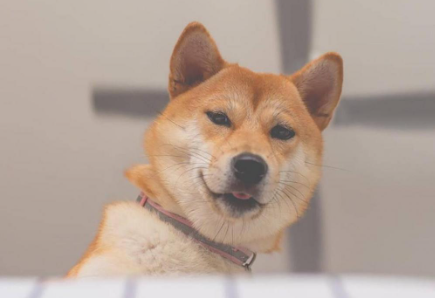 柴犬幼犬多大可以洗澡?柴犬幼犬洗澡要注意以下几点? 柴犬幼犬多大可以洗澡?柴犬幼犬洗澡要注意以下几点?