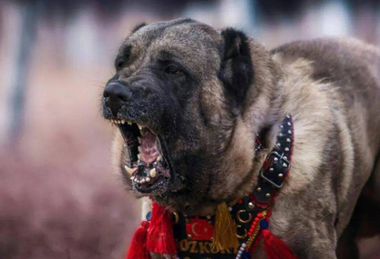 什么狗能打的过坎高犬 什么狗能打的过坎高犬