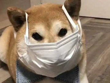 如何让宠物远离新型冠状病毒?这些防护请做到! 如何让宠物远离新型冠状病毒?这些防护请做到!