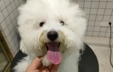 如何提高宠物美容技能? 如何提高宠物美容技能?