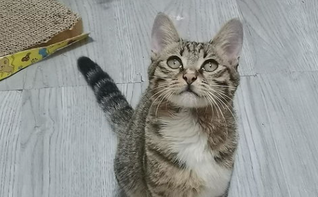 小猫不吃不喝还呕吐怎么办？猫咪呕吐吃什么药可以解决？