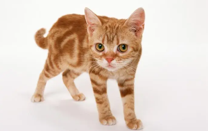 猫炸毛了怎么办?炸毛怎么办? 猫炸毛了怎么办?炸毛怎么办?