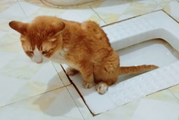 如何教会猫在正确的地方拉粑粑？比如在便盆或马桶里！