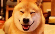 柴犬吃什么发毛？以下三种食物可以让柴犬美毛！
