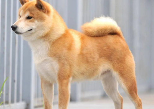 柴犬不听话怎么办？柴犬不听话这样一招就可以搞定！