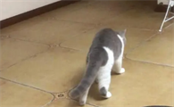 猫咪走路后腿打颤是为什么呢