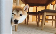 柴犬几岁性成熟？柴犬发情这样做最好