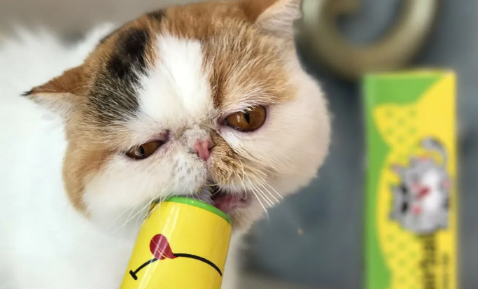 猫咪多大用化毛膏合适 猫咪多大用化毛膏合适