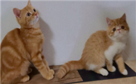 菊猫与虎斑猫性格有什么区别