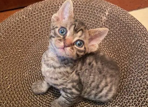 成年德文卷毛猫图片