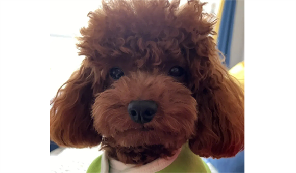 泰迪可不可以吃火龙果? 泰迪可不可以吃火龙果?
