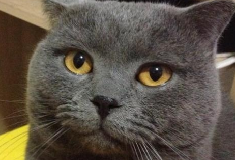 英国短毛猫的养护、训练方法和技巧 英国短毛猫的养护、训练方法和技巧