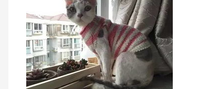 给猫剃毛剃出血了怎么办?给猫剃毛剃出血了怎么好? 给猫剃毛剃出血了怎么办?给猫剃毛剃出血了怎么好?
