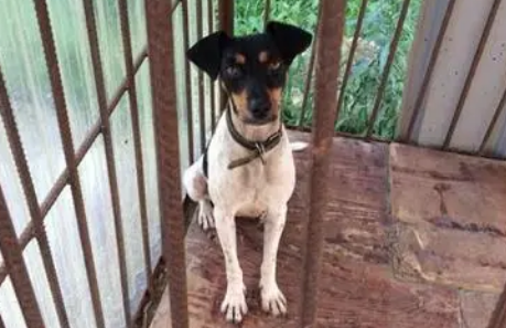 为什么太仓犬要关着养