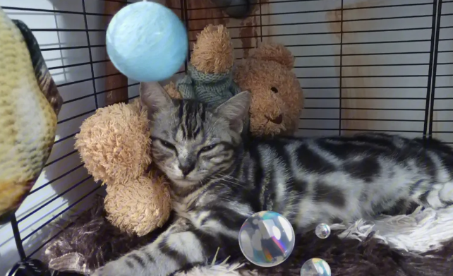 怀孕的猫不吃饭怎么办?猫怀孕后不爱吃饭? 怀孕的猫不吃饭怎么办?猫怀孕后不爱吃饭?