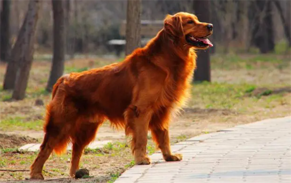 金毛幼犬走丢会怎么样呢 金毛幼犬走丢会怎么样呢