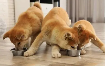 日本秋田犬狗粮怎么喂养的
