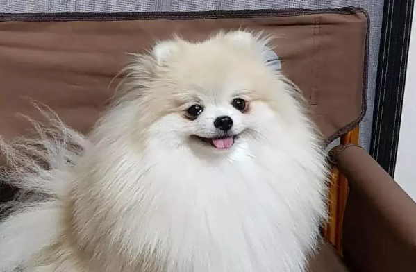 博美犬的训练方法有哪些呢