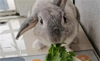 兔子可以吃生菜叶子吗