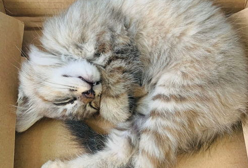 猫咪不吃不喝没精神只趴着怎么办？