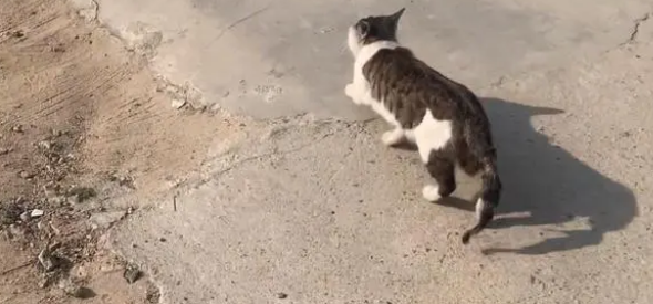 曾经亲人的流浪猫,却逐渐变得警惕和戒备 曾经亲人的流浪猫,却逐渐变得警惕和戒备