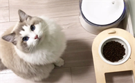 布偶猫吃什么猫粮比较好