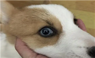 狗狗的眼屎,是有学问的!