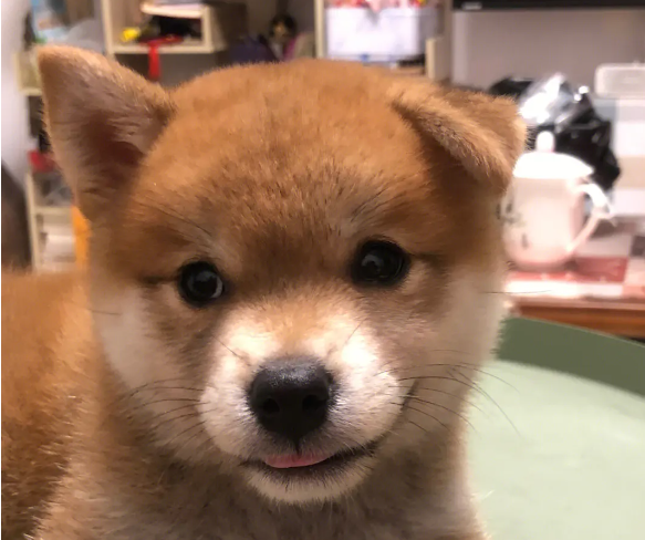柴犬为什么不摇尾巴柴犬摇尾巴的含义有哪些?