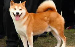 秋田犬的美容要点有哪些？来get下吧