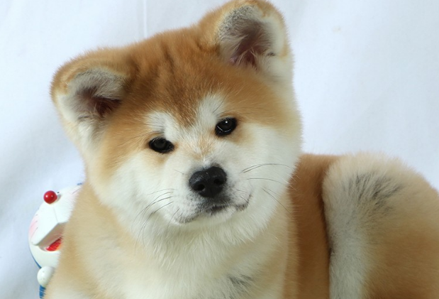 调皮的秋田犬喜欢咬东西怎么办？科学教育很有必要！