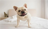 法斗犬一只多少钱一只