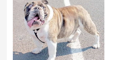 禁养犬已经养了怎么办？如何合法养禁养犬？