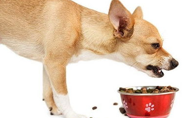 狗狗护食怎么办如何纠正？狗狗护食是什么表现？