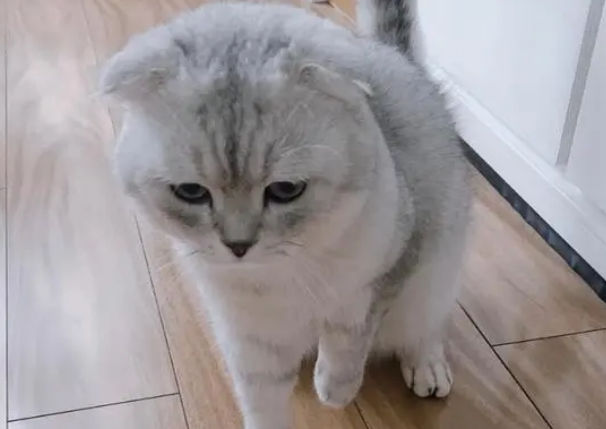 折耳猫发病的姿势可能有以下几种：  坐立不安：折耳猫可能会表现出坐立不安、不停变换姿势的状态，这可能是由于骨骼和关节疼痛导致的。  蜷缩身体：折耳猫可能会蜷缩身体，呈现出一个弓形，这同样是出于骨骼和关节疼痛的考虑。  抬高四肢：折耳猫可能会将四肢抬起，尤其是后肢，这可能是由于后肢关节和骨骼受到的影响更为严重。  走路不稳：折耳猫可能会出现走路不稳、摇晃或者跌跌撞撞的情况，这可能是由于骨骼和关节问题导致的。  偏好坐姿：折耳猫可能会表现出偏好坐立的姿势，这可能是由于骨骼和关节问题导致的，也可能是由于疼痛而采取的一种自我保护姿势。  需要注意的是，折耳猫出现这些姿势并不一定意味着它们已经发病或者需要治疗。如果折耳猫出现这些姿势的同时还伴随着其他症状，例如疼痛、无法跳跃或者不愿意走动等，那么主人应该及时带它们去宠物医院进行诊断和治疗。