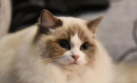 布偶猫的可训练性有多高？