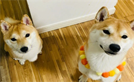 柴犬乱叫怎么办？解决柴犬乱叫的两个方法