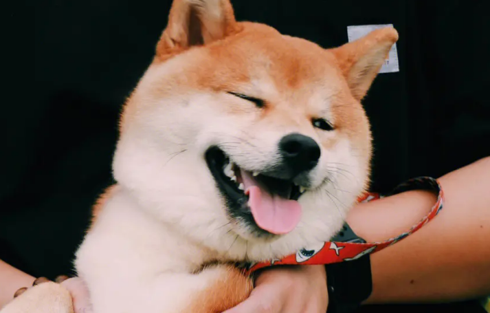 小豆柴犬好养吗？小豆柴犬的饲养方法没想到这么简单！
