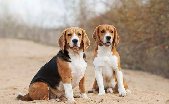 老年犬有痛说不出!了解狗狗老年的常见疾病,帮它们安度幸福晚年 老年犬有痛说不出!了解狗狗老年的常见疾病,帮它们安度幸福晚年