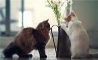 猫咪脱毛位置光滑一片是猫藓吗怎么治疗